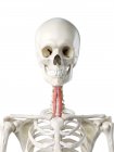 Menschliches Skelettmodell mit detailliertem Longus Colli Muskel, digitale Illustration. — Stockfoto