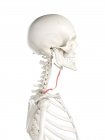 Модель скелета человека с детальной омохиоидной мышцей, цифровая иллюстрация . — стоковое фото