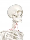 Menschliches Skelettmodell mit detailliertem omohyoiden Muskel, digitale Illustration. — Stockfoto
