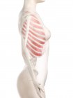 Female body with visible outer intercostal muscles, computer illustration. — Stock Photo