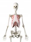 Esqueleto feminino com músculos intercostais externos visíveis, ilustração computacional
. — Fotografia de Stock