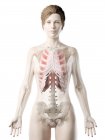 Weiblicher Körper mit sichtbaren äußeren Interkostalmuskeln, Computerillustration. — Stockfoto