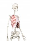 Esqueleto femenino con músculos intercostales exteriores visibles, ilustración por ordenador . - foto de stock