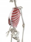 Squelette femelle avec muscles intercostaux externes visibles, illustration par ordinateur . — Photo de stock