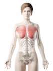 Жіноча модель тіла з детальними Pectoralis основних м'язів, цифрова ілюстрація. — стокове фото