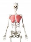 Menschliches Skelettmodell mit detailliertem Brustmuskel, digitale Illustration. — Stockfoto