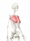 Модель скелета людини з детальним Pectoralis основних м'язів, цифрова ілюстрація. — стокове фото