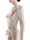 Modelo de corpo feminino com músculo peitoral menor detalhado, ilustração digital . — Fotografia de Stock