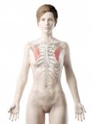 Modello di corpo femminile con particolare muscolo minore Pectoralis, illustrazione digitale . — Foto stock