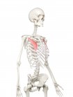 Modelo de esqueleto humano com músculo peitoral menor detalhado, ilustração digital . — Fotografia de Stock