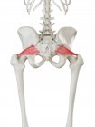 Modello di scheletro umano con muscolo Piriformis dettagliato, illustrazione digitale
. — Foto stock
