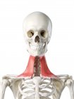 Modèle squelette humain avec muscle Platysma détaillé, illustration numérique
. — Photo de stock