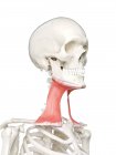 Modelo de esqueleto humano con músculo Platysma detallado, ilustración digital . - foto de stock