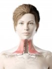 Modelo de cuerpo femenino con músculo Platysma detallado, ilustración digital . - foto de stock