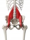 Menschliches Skelettmodell mit detaillierten Psoas-Hauptmuskeln, digitale Illustration. — Stockfoto