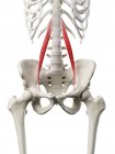 Modello di scheletro umano con muscolo Psoas minore dettagliato, illustrazione digitale . — Foto stock