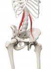 Human skeleton model with detailed Psoas minor muscle, digital illustration. — Stock Photo