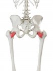 Menschliches Skelettmodell mit detailliertem Quadratus femoris Muskel, digitale Illustration. — Stockfoto