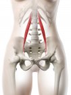 Жіноча модель тіла з детальним Psoas minor muscle, digital illustration. — стокове фото