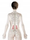 Modello di corpo femminile con dettagliato muscolo Quadratus lumborum, illustrazione digitale
. — Foto stock