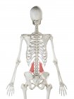 Modelo de esqueleto humano com músculo Quadratus lumborum detalhado, ilustração digital
. — Fotografia de Stock