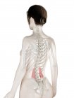 Weibliches Körpermodell mit detailliertem Quadrat-Lumborum-Muskel, digitale Illustration. — Stockfoto
