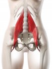 Жіноча модель тіла з детальним Psoas major muscle, digital illustration. — стокове фото