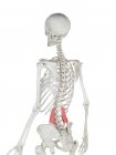 Menschliches Skelettmodell mit detailliertem Quadrat-Lumborum-Muskel, digitale Illustration. — Stockfoto