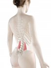 Modello di corpo femminile con dettagliato muscolo Quadratus lumborum, illustrazione digitale . — Foto stock