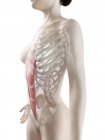 Modelo de corpo feminino com músculo reto abdominal detalhado, ilustração digital . — Fotografia de Stock