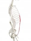 Modèle squelette humain avec muscle abdominal Rectus détaillé, illustration numérique . — Photo de stock