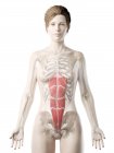 Модель женского тела с подробными мышцами живота прямой кишки, цифровая иллюстрация . — стоковое фото