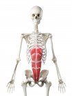 Modelo de esqueleto humano com músculo reto abdominal detalhado, ilustração digital
. — Fotografia de Stock