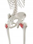 Modello di scheletro umano con dettagliato muscolo Quadratus femoris, illustrazione digitale
. — Foto stock