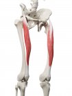 Modelo de esqueleto humano con músculo recto femoral detallado, ilustración digital . - foto de stock