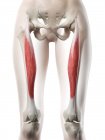 Modelo de corpo feminino com músculo reto femoral detalhado, ilustração digital . — Fotografia de Stock
