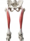 Модель скелета человека с подробной прямой мышцей бедра, цифровая иллюстрация . — стоковое фото