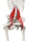 Modello di scheletro umano con muscolo maggiore Psoas dettagliato, illustrazione digitale
. — Foto stock