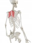 Modelo de esqueleto humano con músculo mayor romboide detallado, ilustración digital
. - foto de stock
