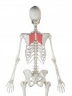 Modelo de esqueleto humano com músculo principal romboide detalhado, ilustração digital
. — Fotografia de Stock