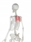 Human skeleton model with detailed Rhomboid major muscle, digital illustration. — Stock Photo