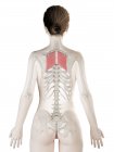 Modelo de corpo feminino com músculo romboide maior detalhado, ilustração digital . — Fotografia de Stock