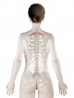 Modello di corpo femminile con muscolo minore romboidale dettagliato, illustrazione digitale . — Foto stock