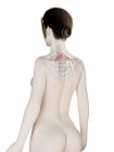 Weibliches Körpermodell mit detailliertem rautenförmigen kleinen Muskel, digitale Illustration. — Stockfoto