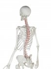 Human skeleton model with detailed Rotatores muscle, digital illustration. — Stock Photo
