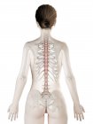 Modello di corpo femminile con muscolo Rotatores dettagliato, illustrazione digitale . — Foto stock