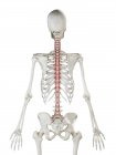 Modèle squelette humain avec muscle Rotatores détaillé, illustration numérique . — Photo de stock
