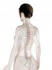 Modelo de corpo feminino com músculo Rotatores detalhado, ilustração digital . — Fotografia de Stock