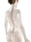 Modello di corpo femminile con muscolo Rotatores dettagliato, illustrazione digitale . — Foto stock