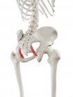 Esqueleto humano con ligamentos Sacrotuberosos, ilustración por ordenador . - foto de stock